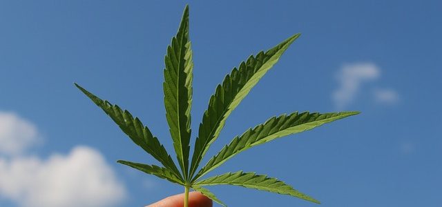 Conducir bajo los efectos del cannabis: ¿Qué valor tiene el test de drogas?