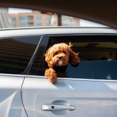 Custodia compartida de mascotas: los jueces ya hablan del «vínculo afectivo» para concederla