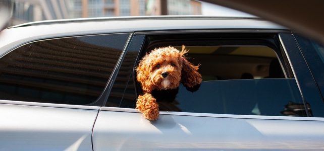 Custodia compartida de mascotas: los jueces ya hablan del «vínculo afectivo» para concederla